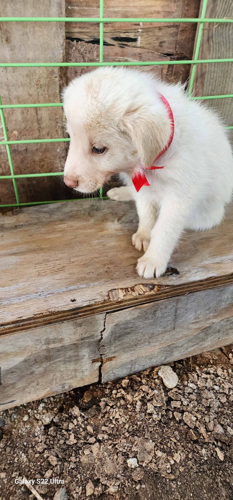 보호중 믹스견의 가…